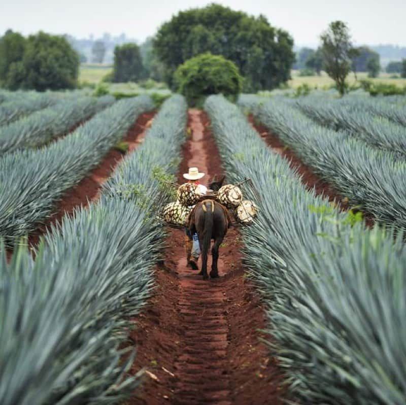 Bandero Tequila